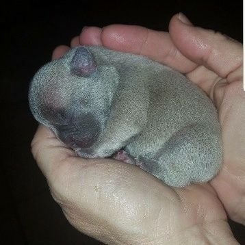 A mini Blue Fawn French bulldog I love to eat and sleep