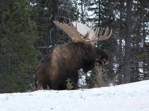 Resources for travelers in Alaska and the Canadian North.