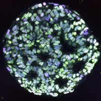 Russ Lab (@therusslab) 's Twitter Profile