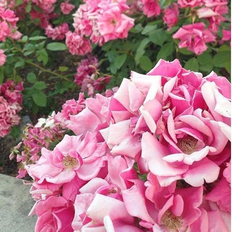 AtaseverAysenur's profile picture. ❄️❄️❄️