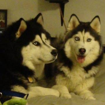 My 5 yr.old female Siberian Husky is Blind in both eyes! I also have a male which I adopted 4 yrs.ago,They are Beautiful! 🐶Love my Husky's 😍