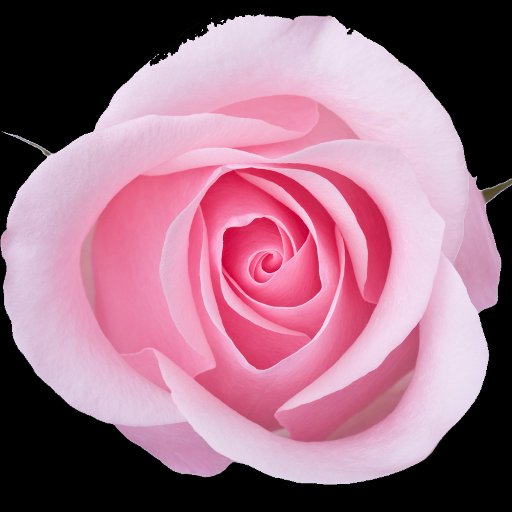 AmericanRoseSoc's profile picture. The American Rose Society, founded in 1892, exists to promote the culture and appreciation of the rose, through education and research.