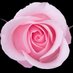 AmericanRoseSociety (@americanrosesoc) Twitter profile photo AmericanRoseSociety (@americanrosesoc) Twitter profile photo