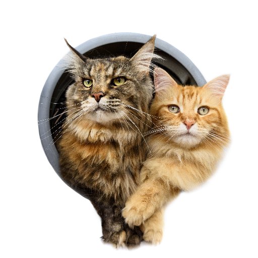 Two highly spoiled high-born Maine Coons who love to share their cosmopolitan life and offbeat adventures with the world.