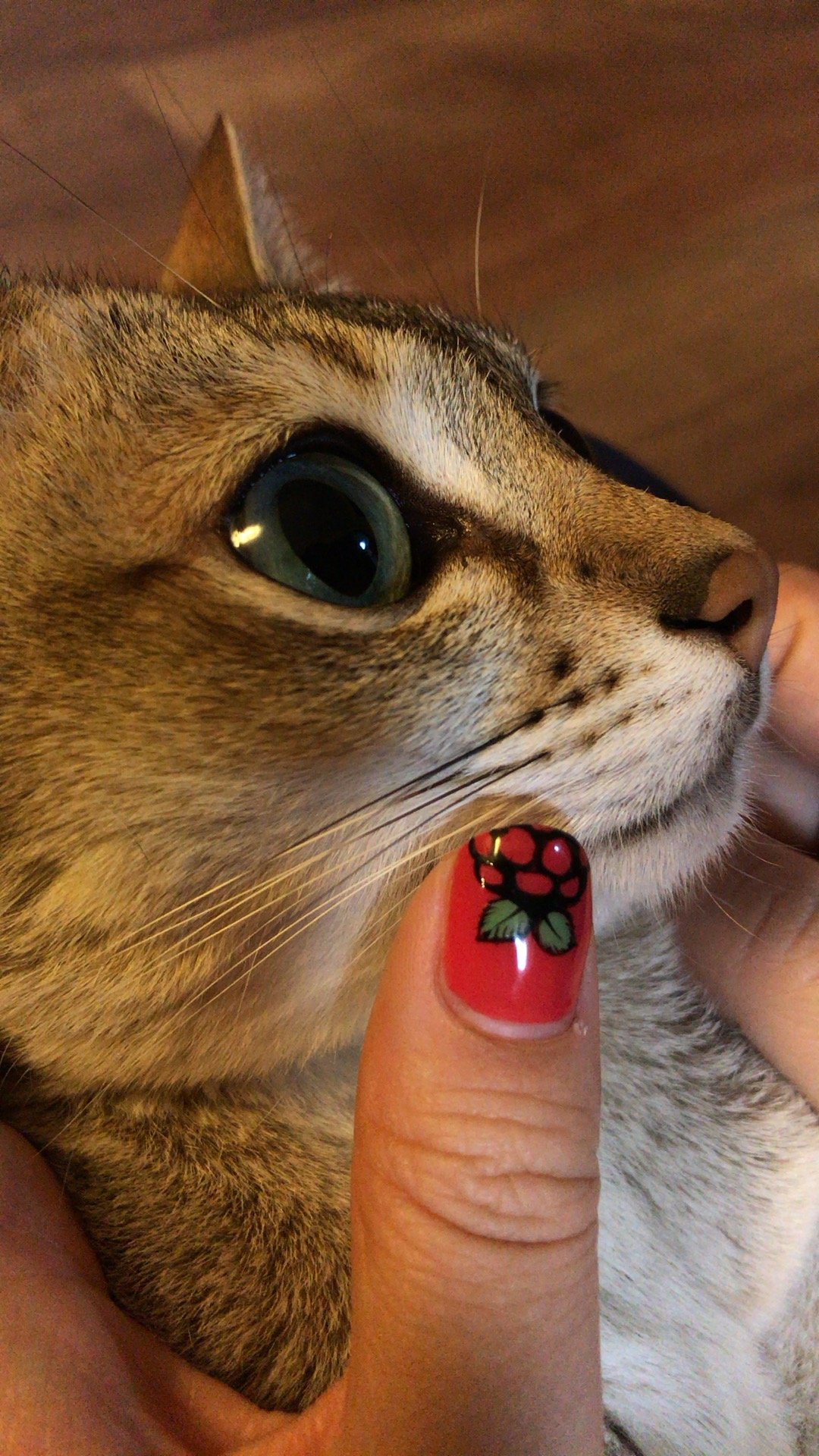 3yaka4's profile picture. ねことラズパイとヒカリモノが好きです。ねこIoTLTを主催しています。