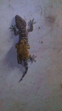 Obelick1's profile picture. olahraga