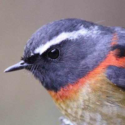 TaiwanBirding Profile Picture