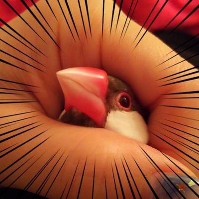 さや🐥文鳥:てん、うみさんのプロフィール画像