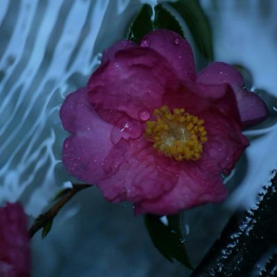 金沢町家お宿【東方美人】 (@tohobizin)  Twitter