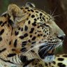 mikew77's profile picture. Author and Composer at Archangel Music Creatives Ltd and Leopard Song Productions Ltd
#BookMusicLyrics #SCBWI