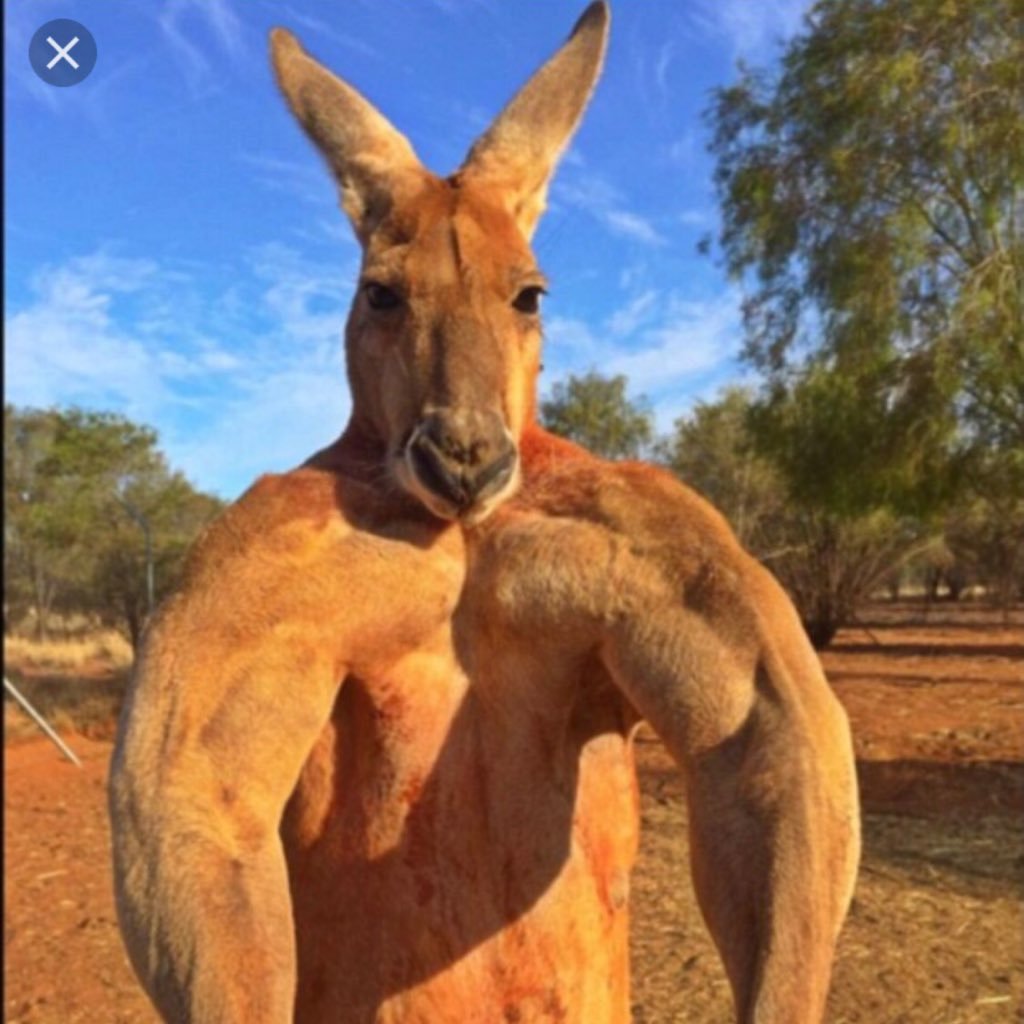 ShawnLaKangaroo's profile picture. from Sydney, Australia live in Scotland, UK