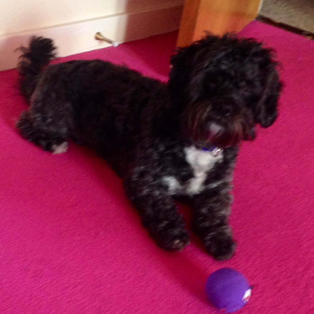 From Lancashire, I’m a Shi poo lover who loves the outdoors and animals. tv addict & Labour Party member & activist who suffers from Fibromyalgia