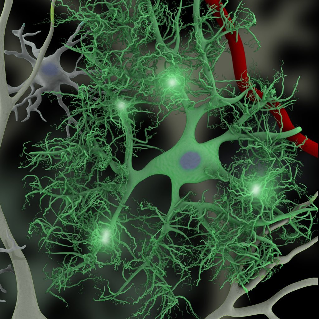 Lab of Dr @NathanASmith1. We investigate astrocytic modulation of synaptic circuits in normal and disease brains 🧠 🔬@URochester_SMD @URNeuroscience