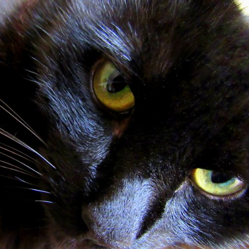 Dedicated to the memory of Siren, a gorgeous girl who was greatly loved 💖🐈⬛💖