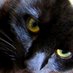 🐾 Siren Blackcat🐈⬛ (@sirenblackcat) Twitter profile photo 🐾 Siren Blackcat🐈⬛ (@sirenblackcat) Twitter profile photo