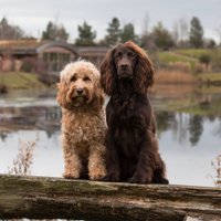 Woody & Wilma (@cotswoldspaniel) 's Twitter Profile