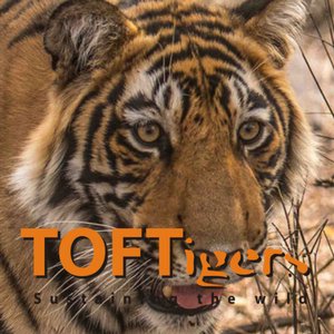 TofTigersIndia Profile Picture