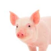 Martin County Pork Producers (@mc_porkproducer) 's Twitter Profile
