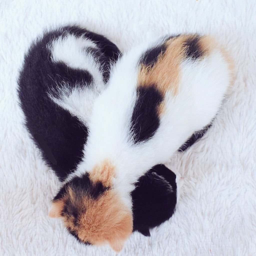 CutestFelines's profile picture. Retweet and follow us if you love them 🐈 || Contact: kitties@outlook.es