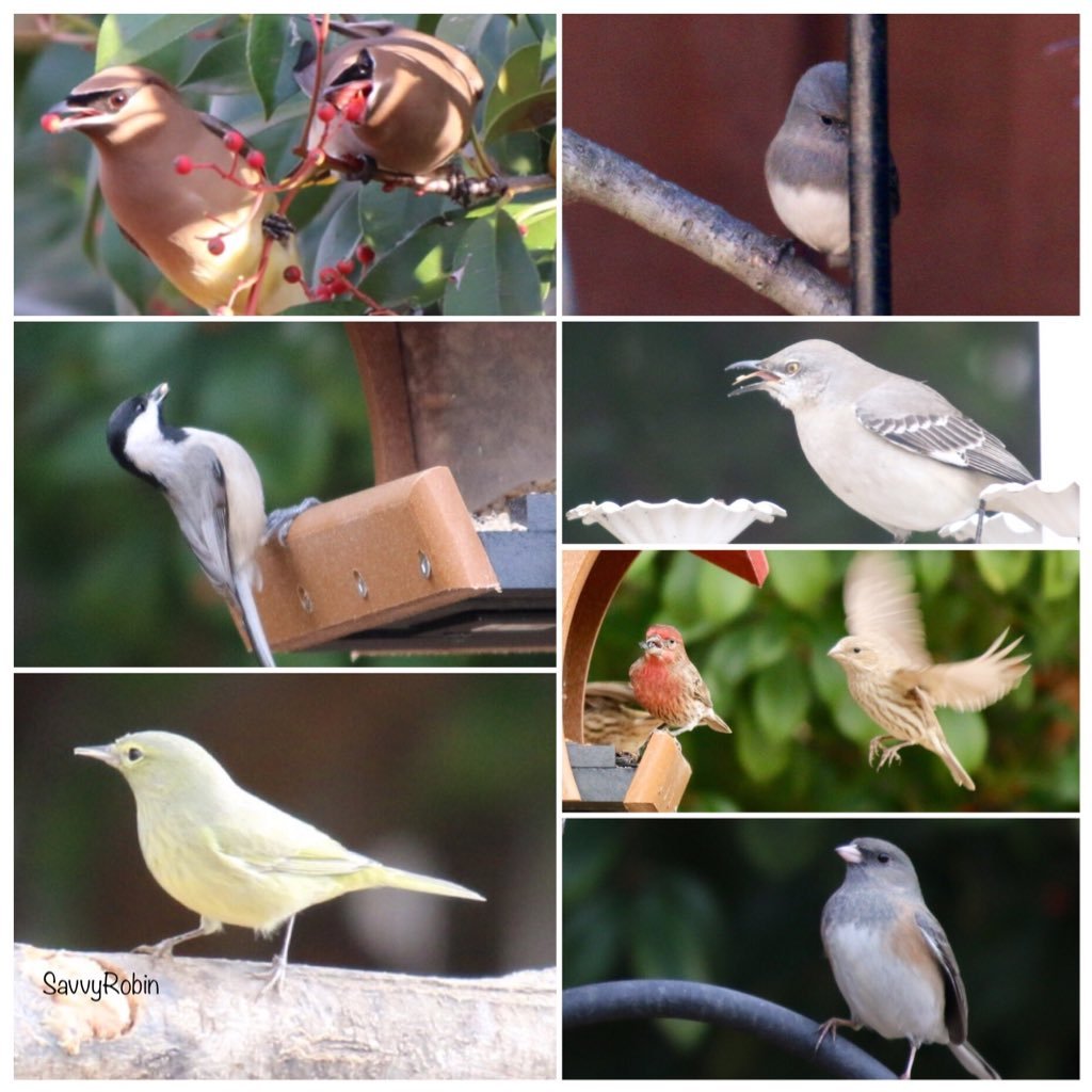 Escaping from everyday life has never been easier! Simply step out into your own custom backyard paradise full of colorful gardens, wind chimes and songbirds.