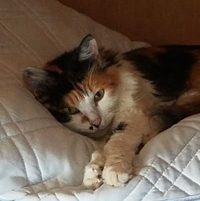adieloyoh's profile picture. 聖地のTNR済ませました。野良猫TNRの個ボラです。どうぶつ基金　https://t.co/GgWlgz0X5X

VFK/ONE OK ROCK/Kis-my-ft2藤ヶ谷担/レミオロメン。野良猫の手術なら笛吹どうぶつクリニックまで　https://t.co/Q67rH2GTb5