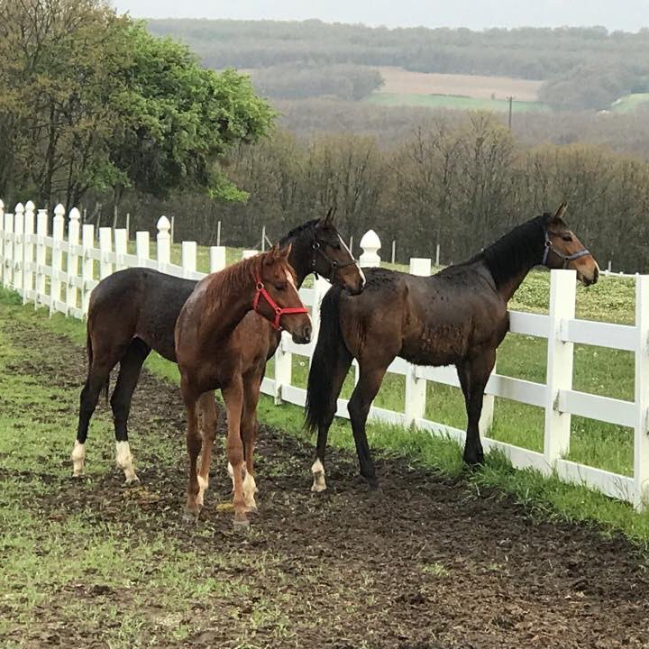 Safkan İngiliz yetiştiriciliği breeder/owner/Stud/Stallions