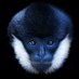 glaringgibbon (@glaringgibbon) Twitter profile photo glaringgibbon (@glaringgibbon) Twitter profile photo
