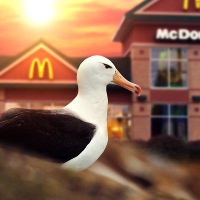 Fatalbatross Profile Picture