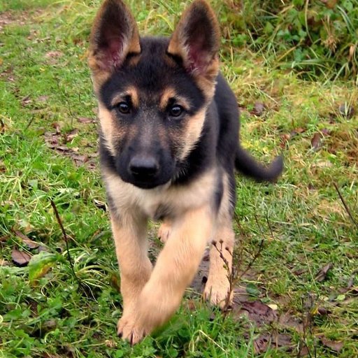 DmitriyBoy's profile picture. 