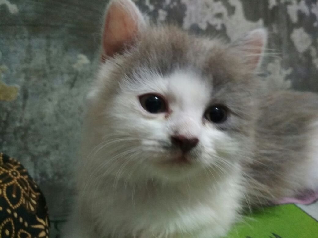 hajshiaka's profile picture. 