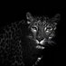 Alfahd (@alfahd_7) Twitter profile photo Alfahd (@alfahd_7) Twitter profile photo