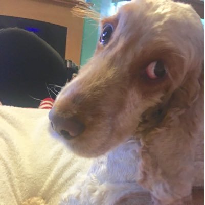 Orange_Roan1's profile picture. Assistance Dog with @DogAID Loves walks, helping mum and any kind of ball... partial to snoring loudly in inappropriate places-like meetings& lectures!