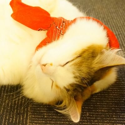 動物のツイート好き、たまに模型·ドールの画像有。苦手な方は
ご注意ください。
☆ブロック·ミュート·リムご自由にどうぞ☆