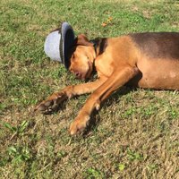 Howler Haus (@howlerhaus) 's Twitter Profile