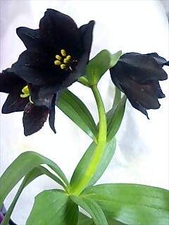 花すいさんのプロフィール画像