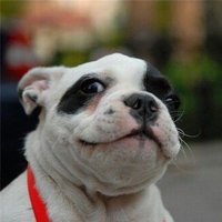CryptoPlushkin (@cryptoplushkin) 's Twitter Profile