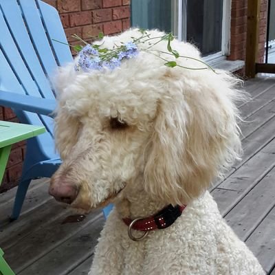 🐩 🌈 OTRB August 2018.
Former King of the Counter Surfers. My Lady's shadow. 💔