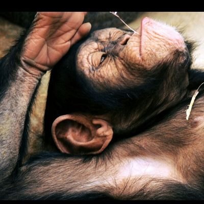 azhdarzapataa's profile picture. گلواژه نویس
🐒
من یک ایپ سنتی هستم