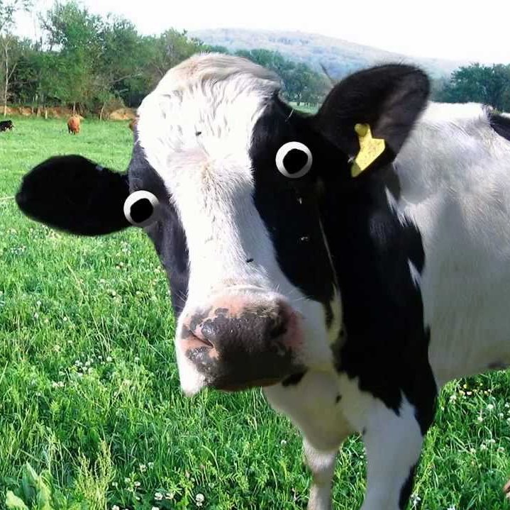 MartiniCow's profile picture. 