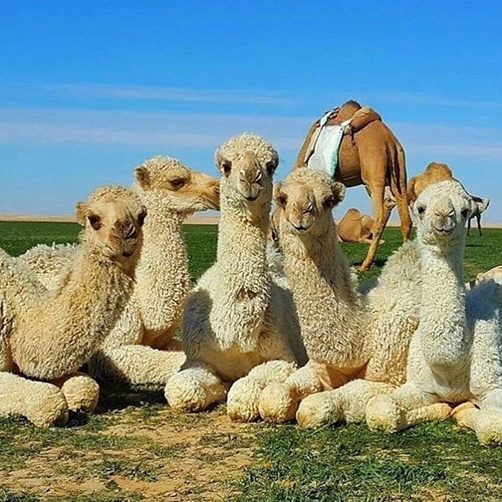 astbage's profile picture. الدنيا إمتحان