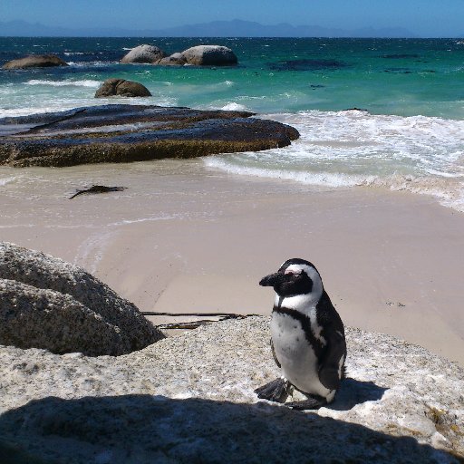 🐧  ペンギン好きの呟き。 #pengin #pinguino