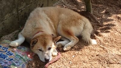 PBフル3:07:59/ハーフ1:31:28/1児の父/子育てとランニングに奮闘中！
良かったらフォローお願いします🙇無言フォローも失礼します！