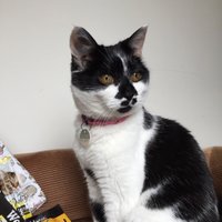 Pudding (@ms_pud) 's Twitter Profile