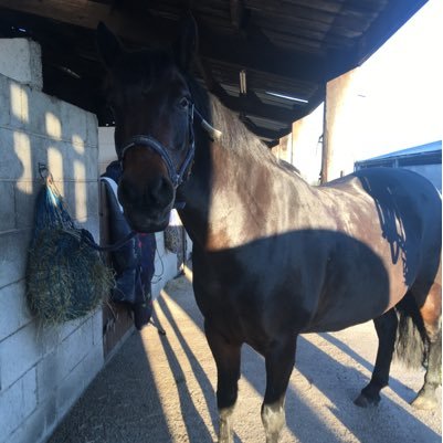 Equestrian ❤️ FOLLOW The British Horse society and The British Horse Society Yorkshire! And glow means slow campaign#spreadawarness