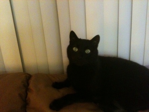 A Duke in Disguise by Cat Sebastian A Duke in Disguise by Cat Sebastian