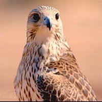 ๐ (@avalible_user) 's Twitter Profile