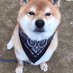 柴犬てつ (@shibainu_tetsu) Twitter profile photo 柴犬てつ (@shibainu_tetsu) Twitter profile photo