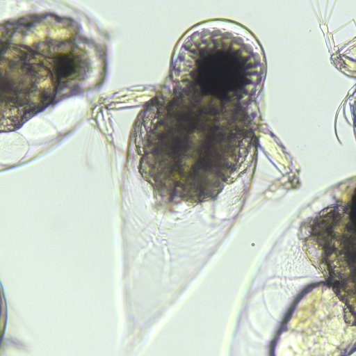 Claire_plankton's profile picture. Plankton Ecologist at Plymouth Marine Laboratory.