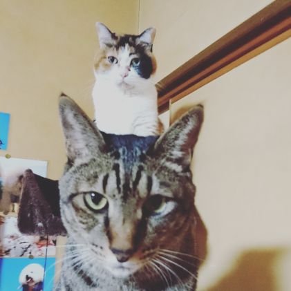 ffufu328's profile picture. 黒歴史をクリーンに仕上げた誰かです。過去なんて気にしない、全力で生きてやる！！！
どうしようも無い審神者をしています。
他ジャンル呟きます(´^∀^｀)ﾆﾀｧ