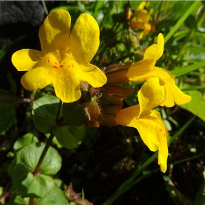 WendyAnthony_13's profile picture. Mapper, Open-source Code Geek, Nature Nut ... Remote Sensing, Climate, Weather, Native Plants, Phenology, Data Viz, RStats, Photography, Old-Time Music ...